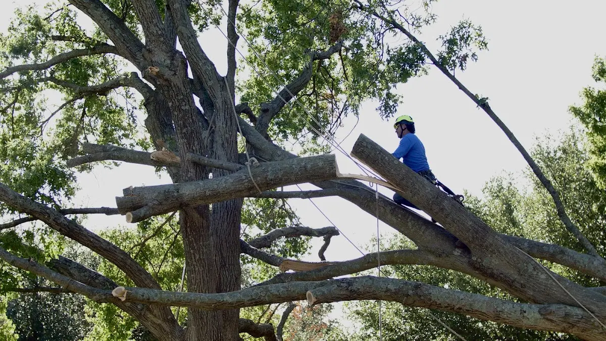 Professional Hazardous Tree Removal performed by certified arborists in Presidio