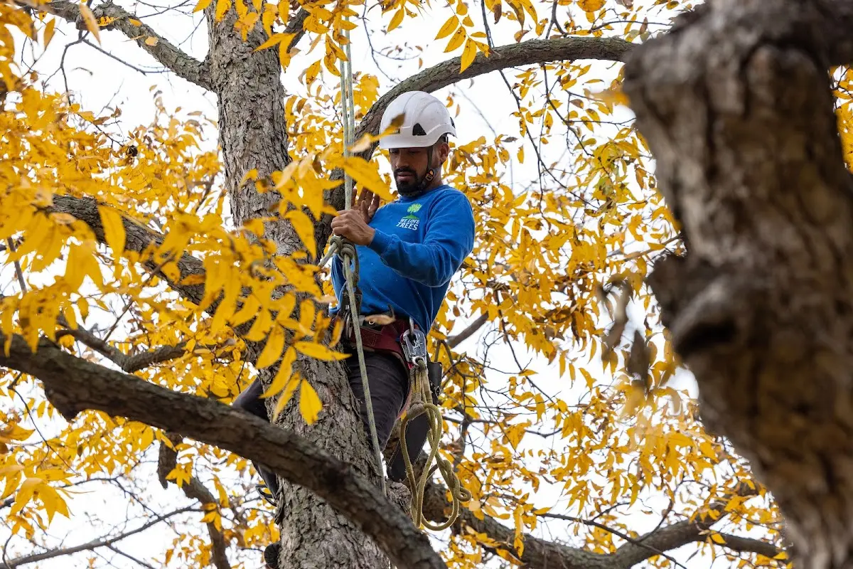 Skilled Tree Pruning crew working in Presidio