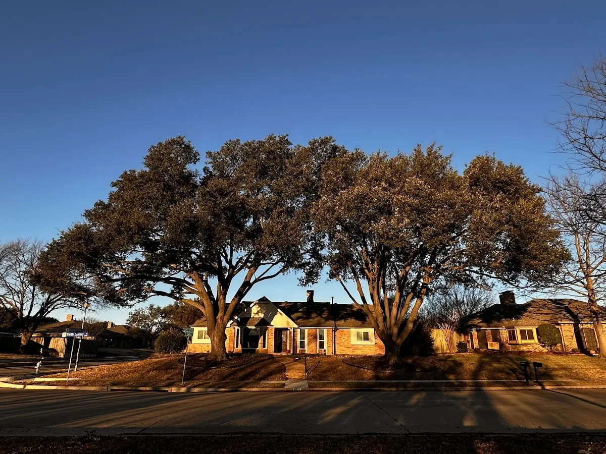 Established residential canopy tree shading a home in Presidio